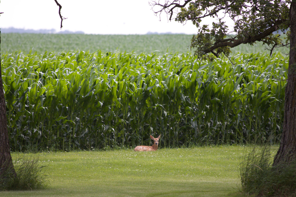 Deer and Cornfield JUJOcreative