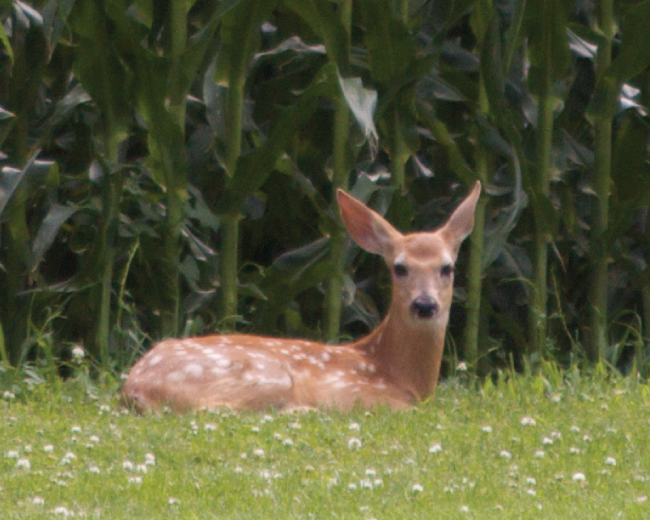 Deer and Cornfield